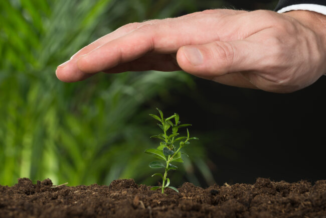 Person Hand Protecting Plant On Land